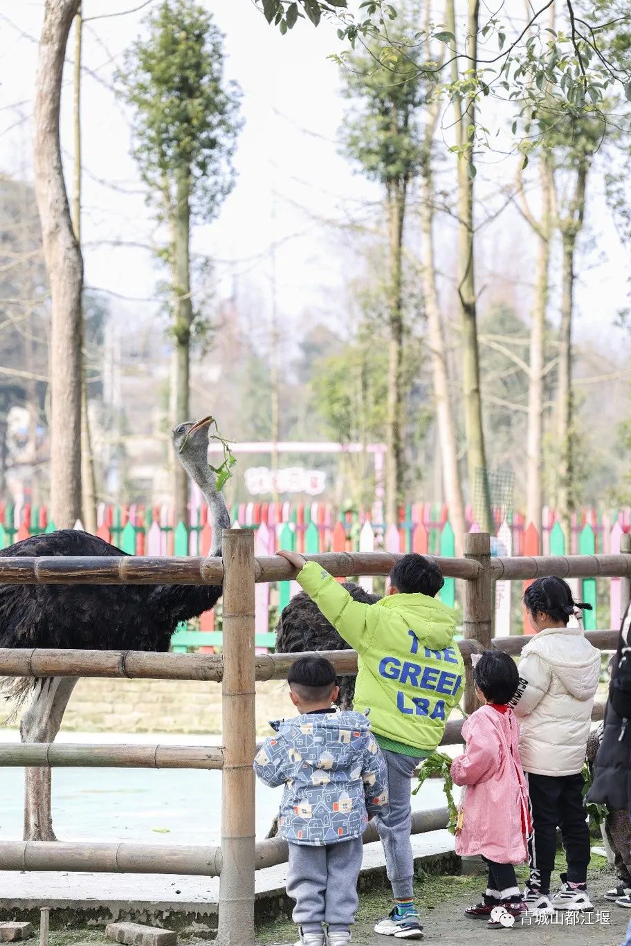 抓住秋天的尾巴！都江堰必打卡的8大晚秋好去处，步青山观烟岚云岫、入古城拾千年烟火，来过都会爱上