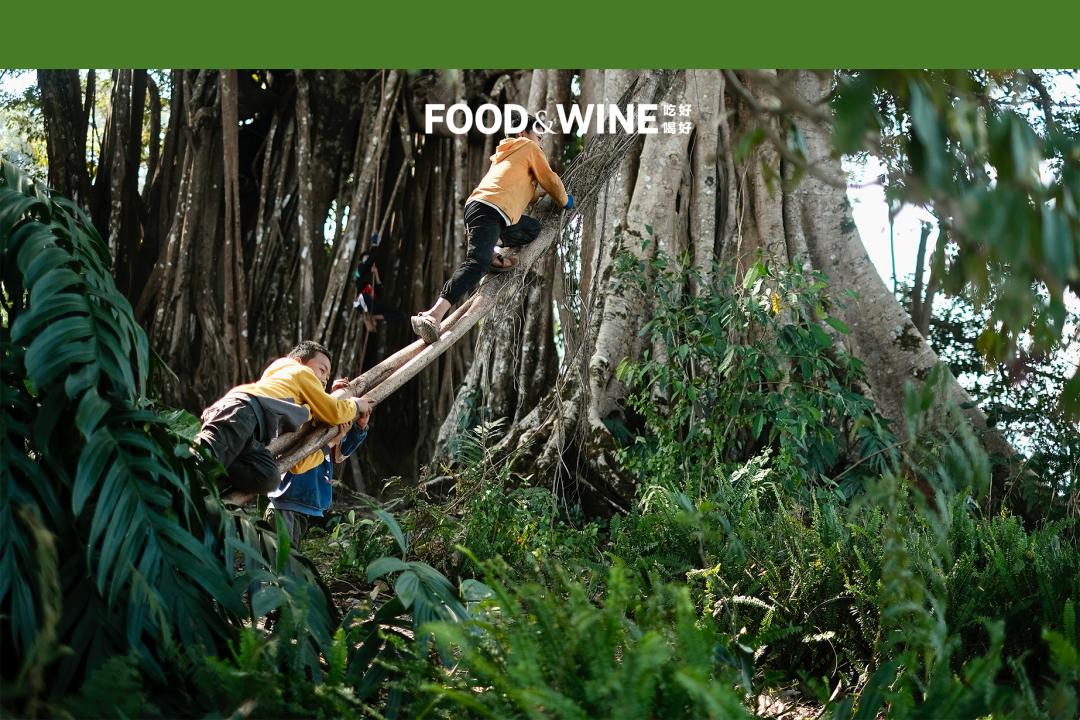 云南咖啡现在成熟了吗,云南咖啡越来越好