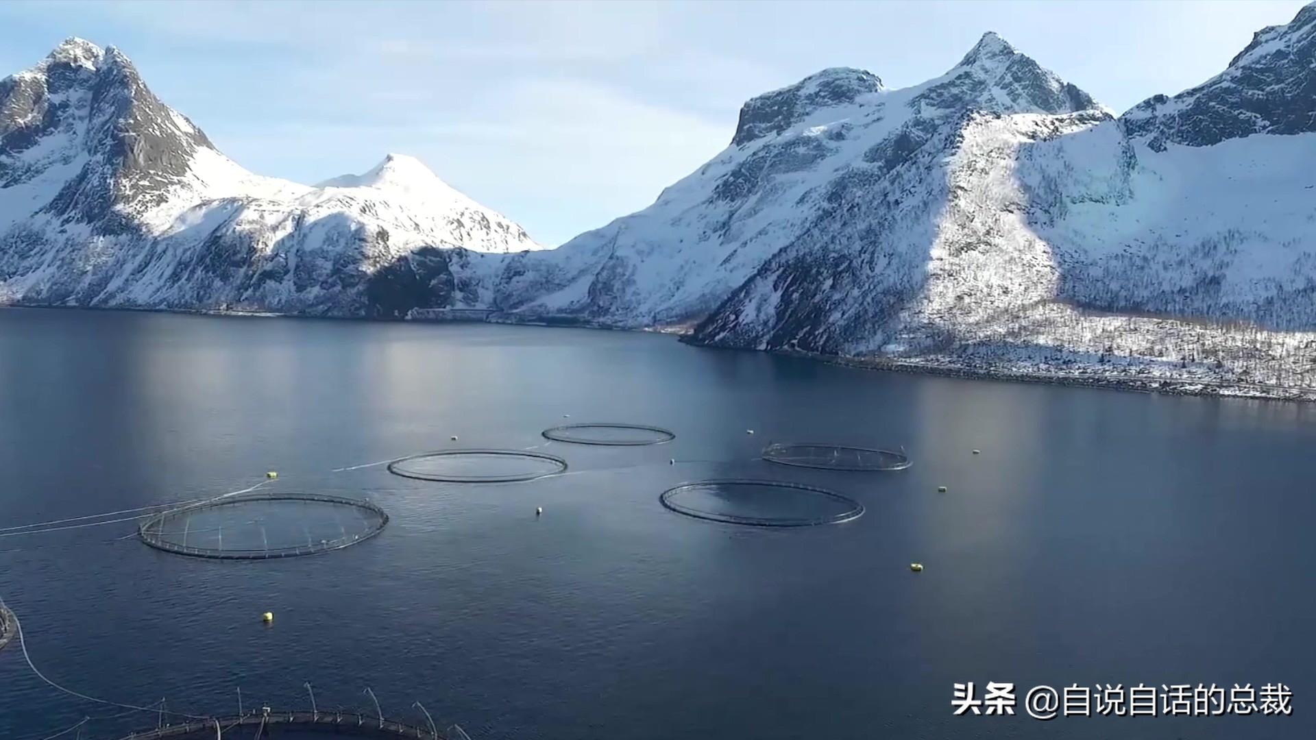 三文鱼水光真假分辨,哪种才是真正的三文鱼