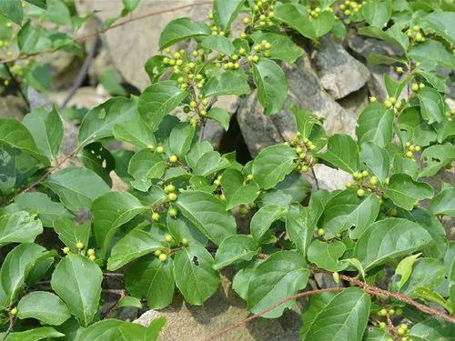 蛇遇到雄黄和硫磺会有什么反应,雄黄驱蛇粉对农作物有没有影响