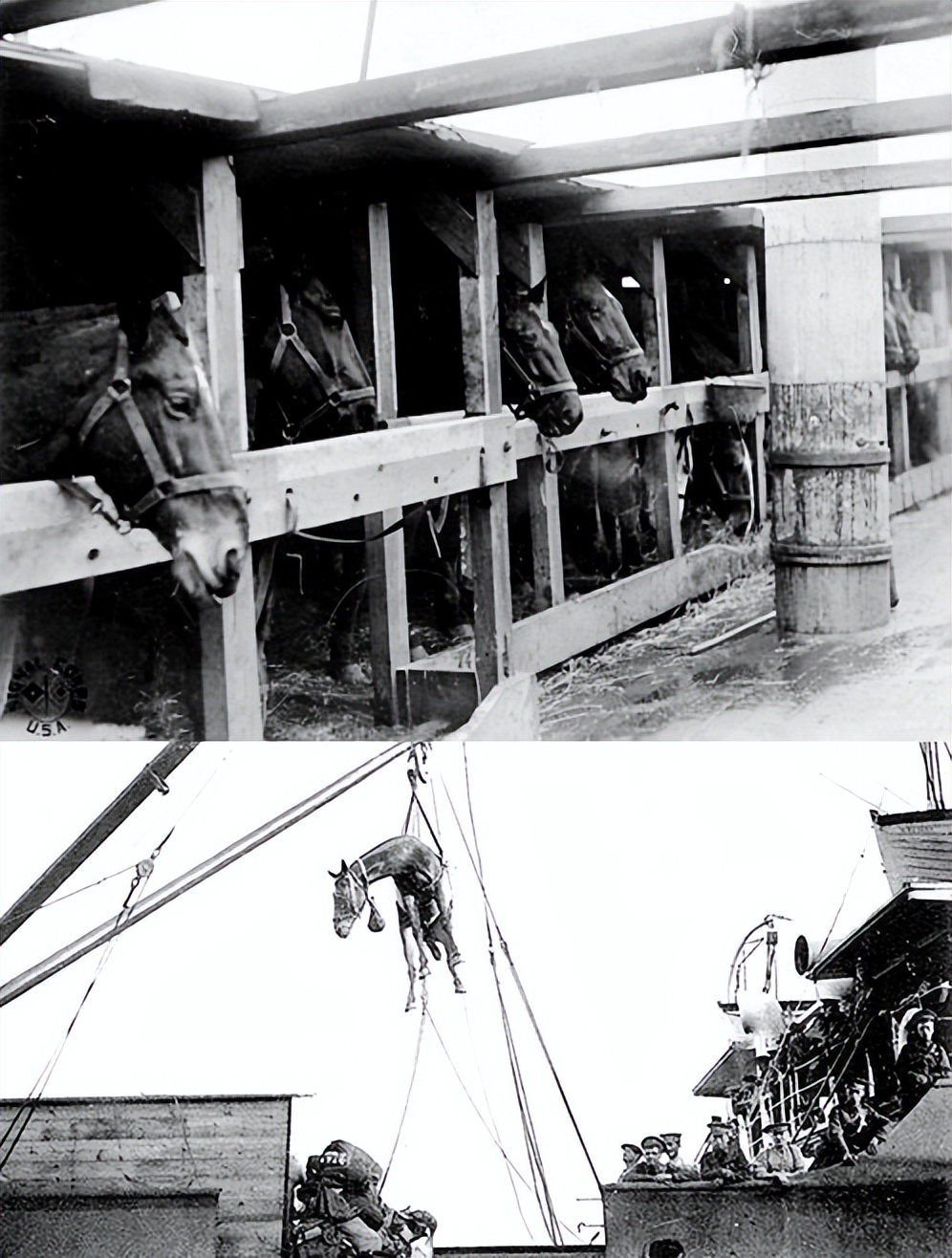 美国骑乘种马AmericanSaddlebred