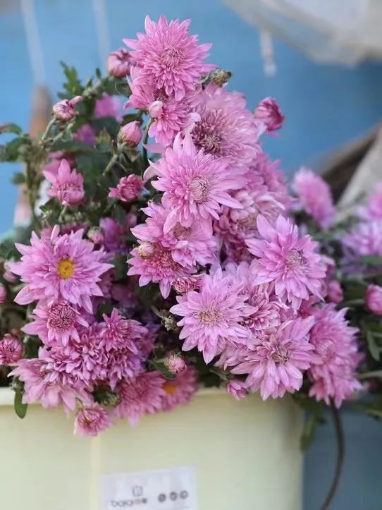 番禺赏花的地方,广州番禺踏春赏花好去处免费