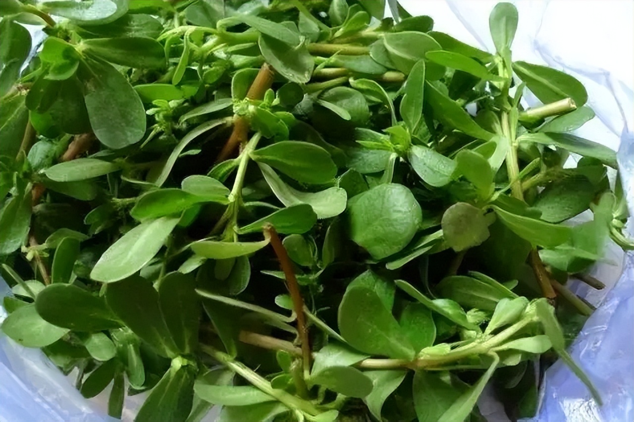 马齿苋的作用和功效治白癜风,吃大棚里的马齿苋能导致白癜风吗