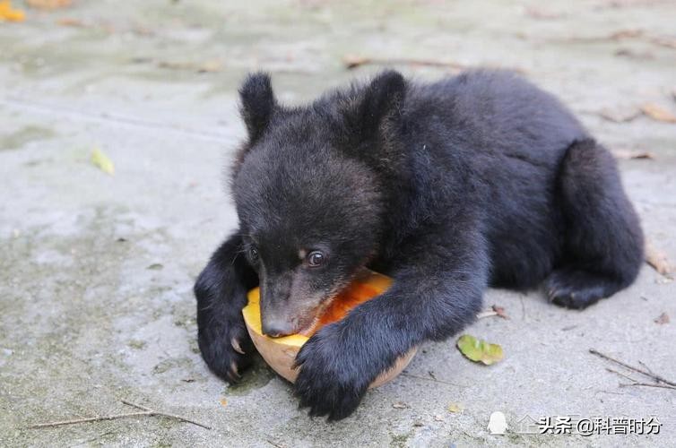 小黄毛捡到一只小狗,15年前村民捡到一只小狗