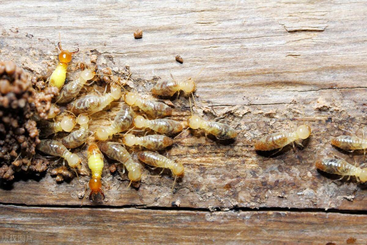 盘点十大虫子美食,广东特色美食竹虫