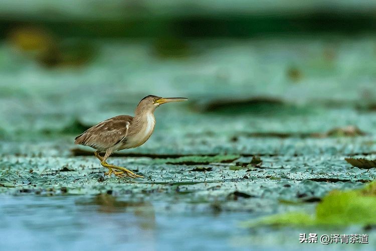 谷雨时节来杯谷雨茶,过了谷雨的茶有什么区别