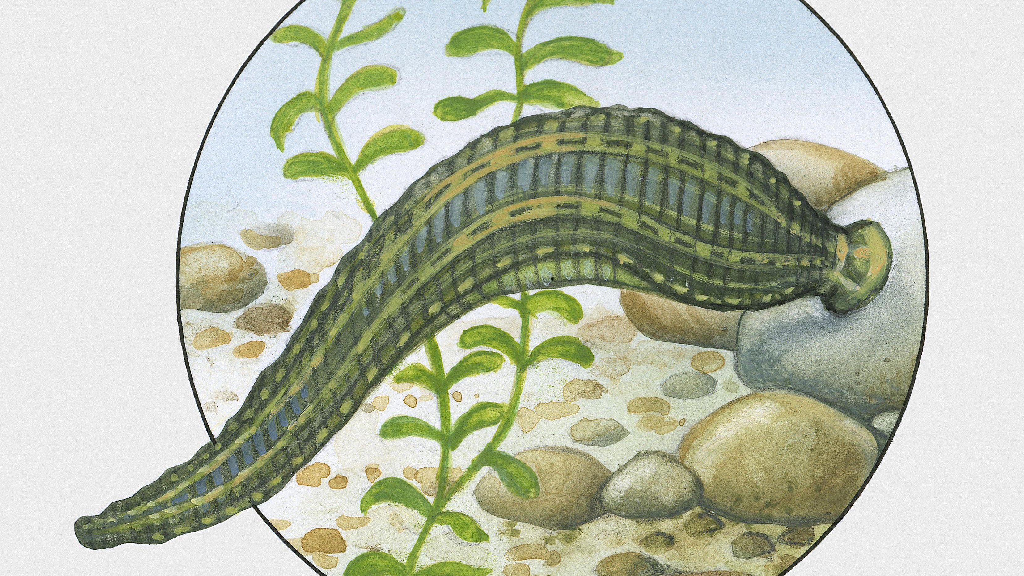 水蛭能吃铁线虫吗,水蛭可以吃蜗牛吗