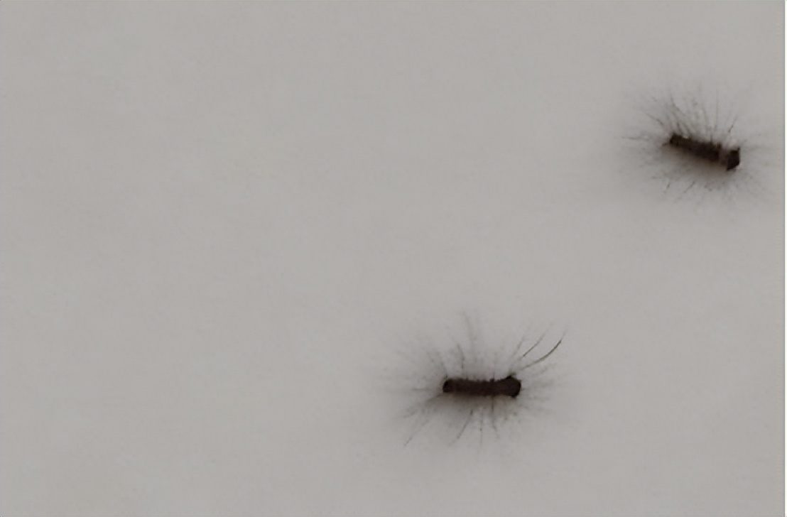 家里有椭圆形很多脚的虫子,长了很多脚的虫子像蜈蚣一样