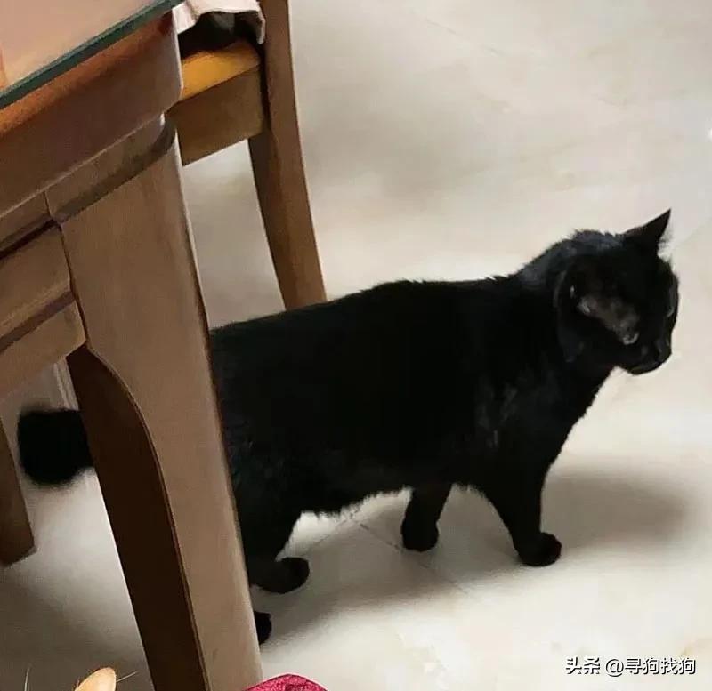 晋江市寻找黑猫,苏州黑猫最新寻猫启事