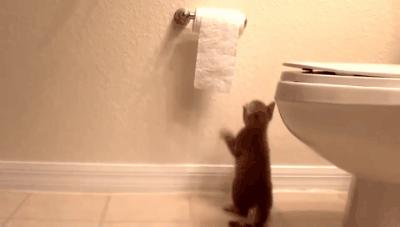 表面上可爱其实背地里也沙雕,表面萌萌哒