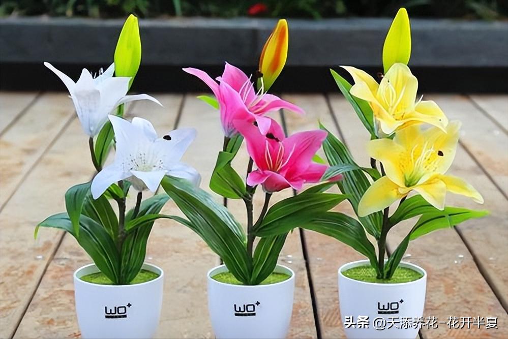 盆栽百合叶子不绿怎么回事,盆栽百合带花苞的盆栽方法