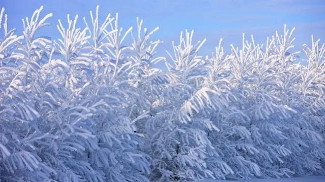 *园春沁**•虎年初雪