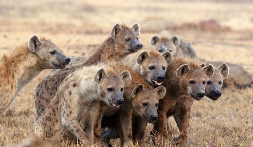狮子都怕的鬣狗！靠掏肛术称霸非洲，实属无奈之举？