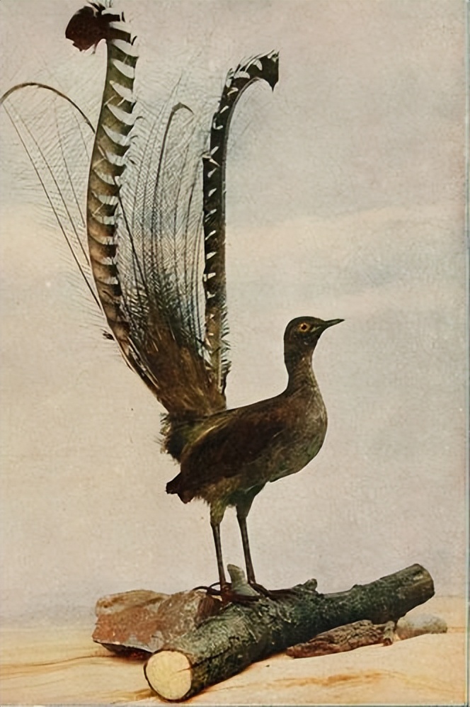 世界上最大的华丽琴鸟,天堂的使者