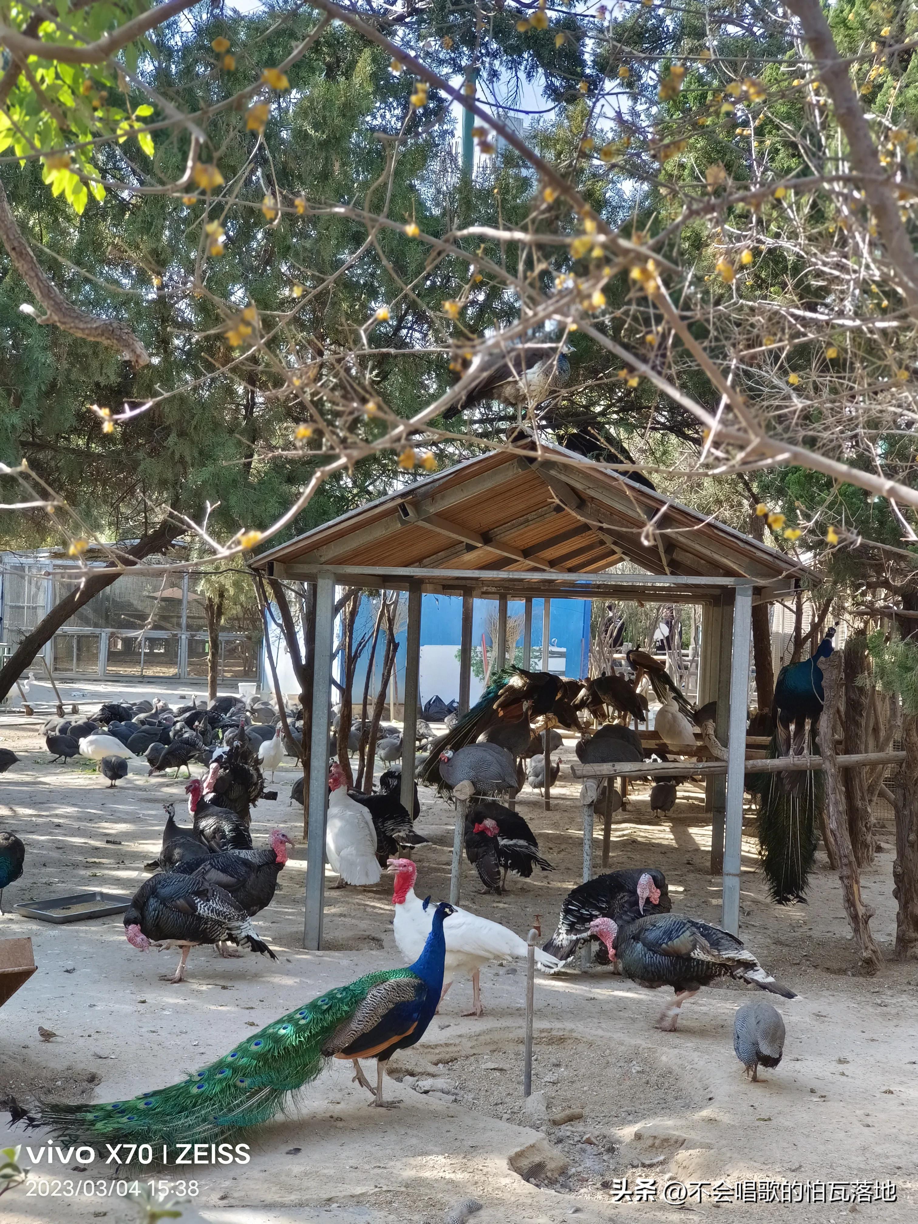 郑州动物园介绍一日游,郑州市动物园正常游览时间