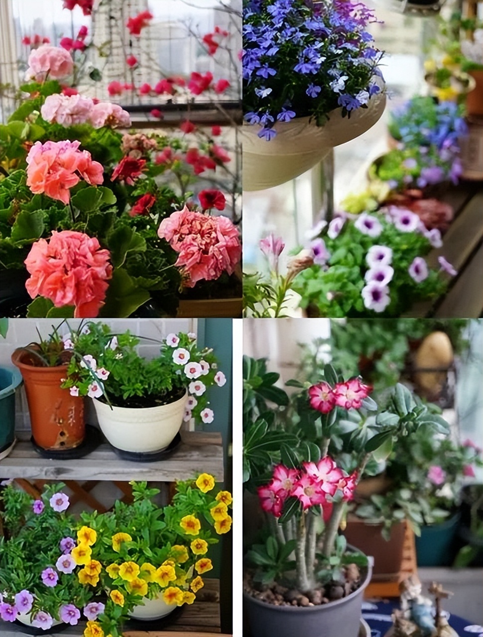 很多人羡慕的阳台,让别人羡慕的阳台