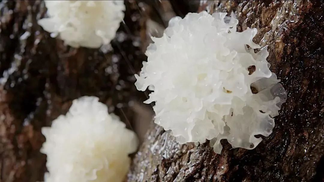 银耳养生知识,滋阴补气银耳