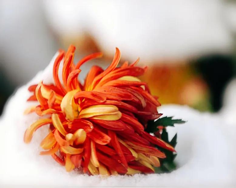 冷冬寒菊,冬菊与夏菊的区别