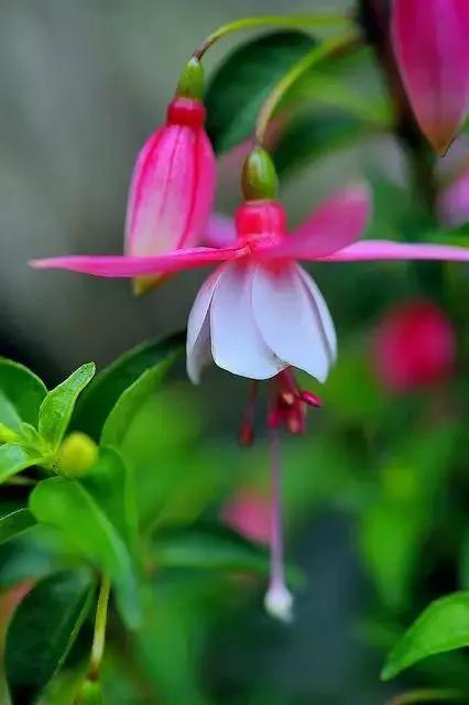 美丽的花倒挂金钟,美丽的倒挂金钟花图片