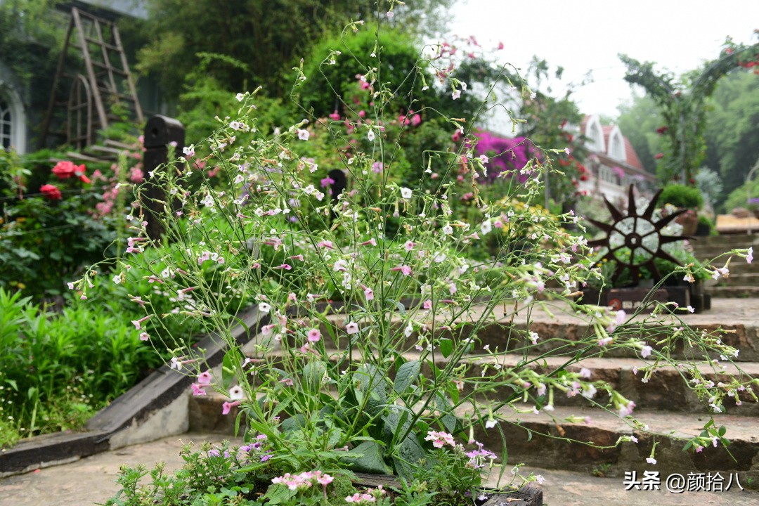 冬天开花的室外花卉盆栽,温室盆栽观花花卉植物