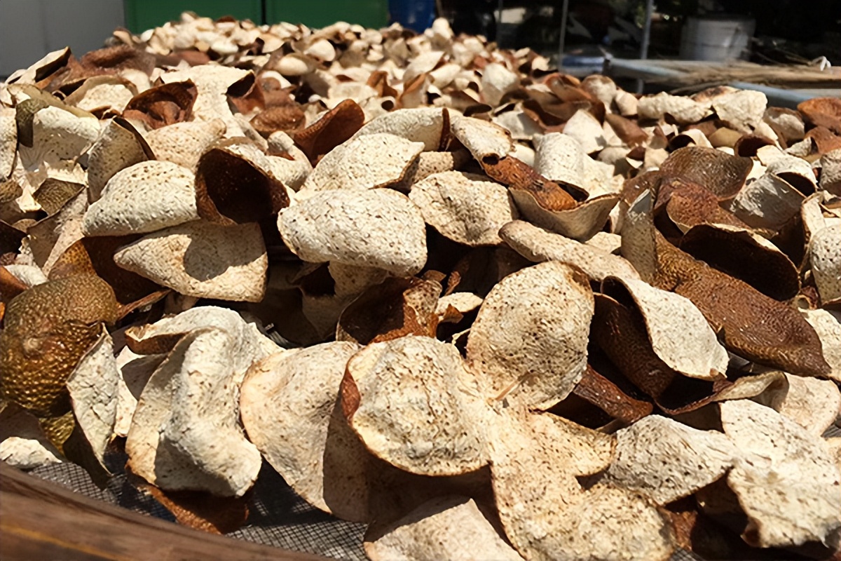 新会陈皮被虫蛀了怎么处理,陈皮虫蛀并不可怕掌握方法能补救