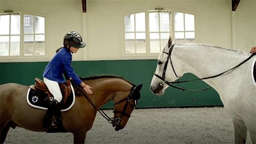 郑州马术活动,郑州首届马术文化节