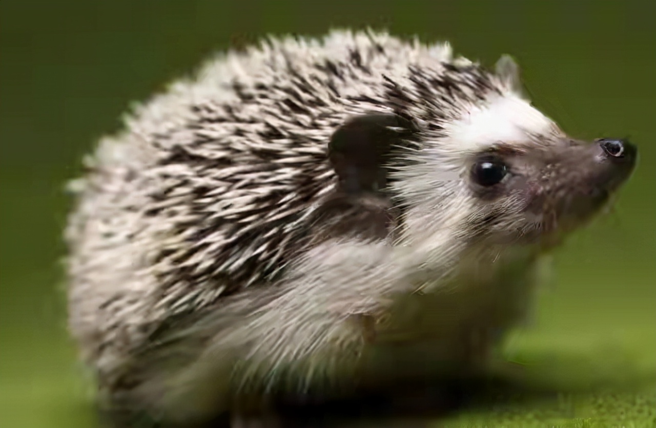 民间故事男子破庙避雪,民间故事躲在床下逃过一劫