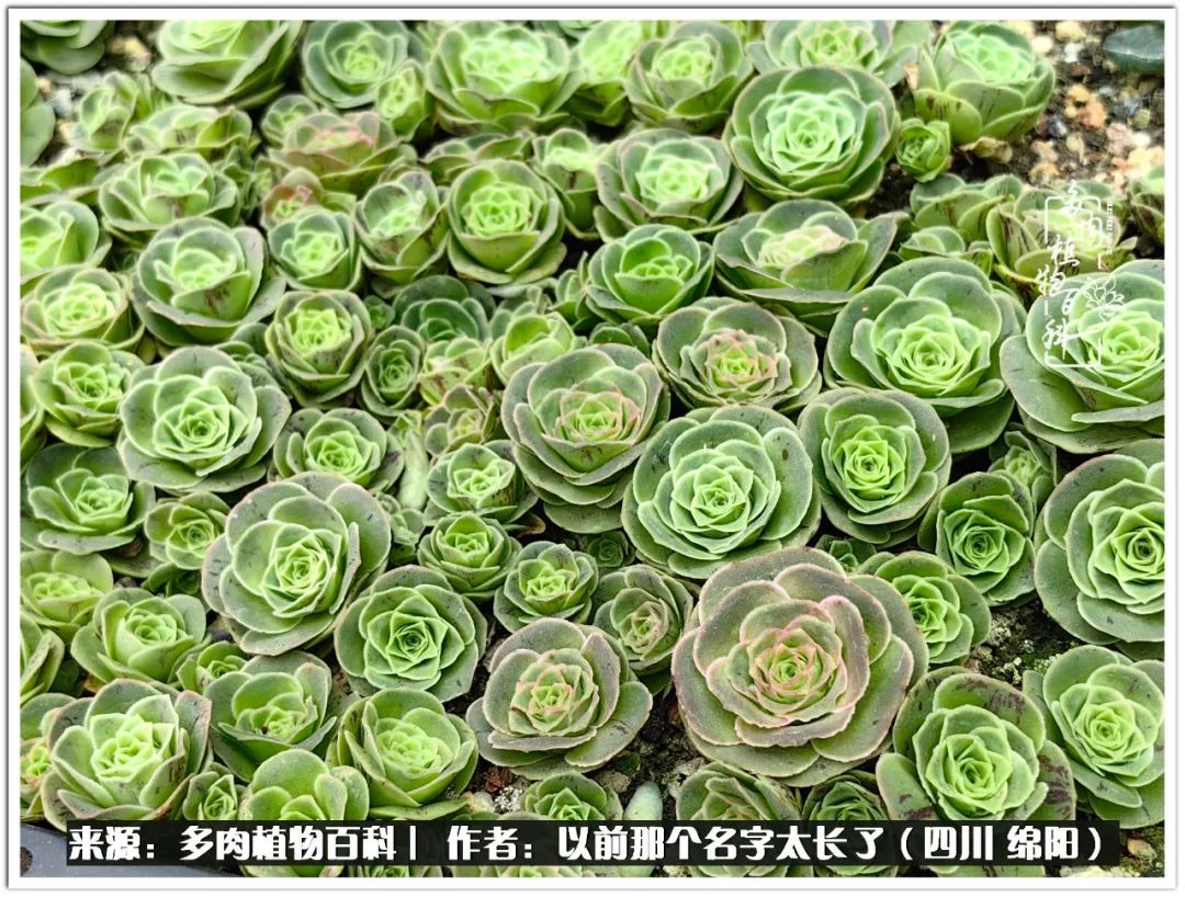 夏天山地玫瑰,小清新山地玫瑰