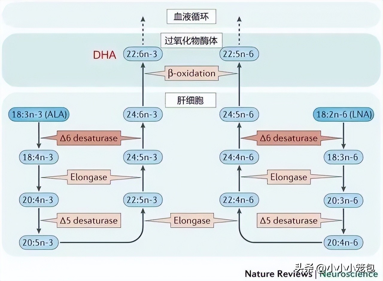 吃dha真的会增强记忆力吗,吃dha会聪明吗