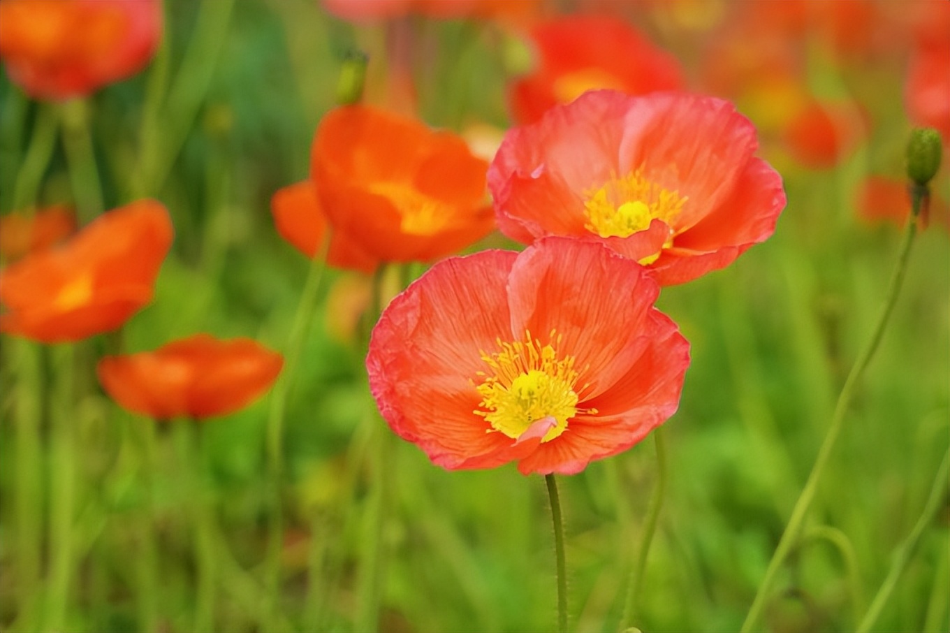 成都周边古镇一日游推荐秋冬季,成都1-2天短途旅游推荐古镇