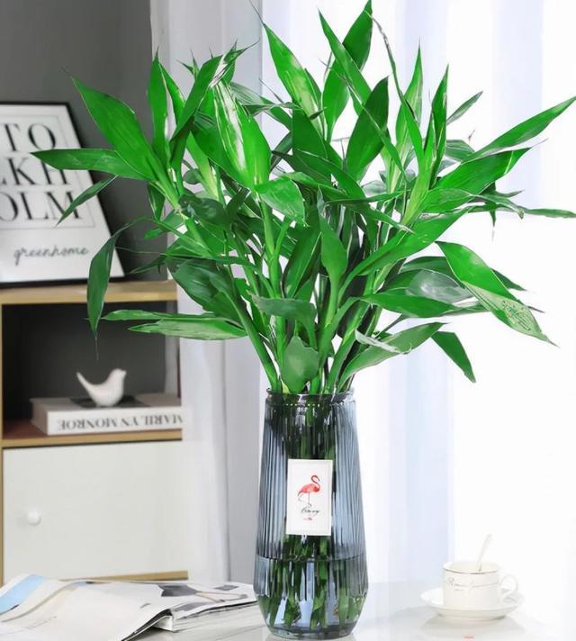 办公室水培富贵竹一般养几根最好,水培富贵竹养几根才最好吉利