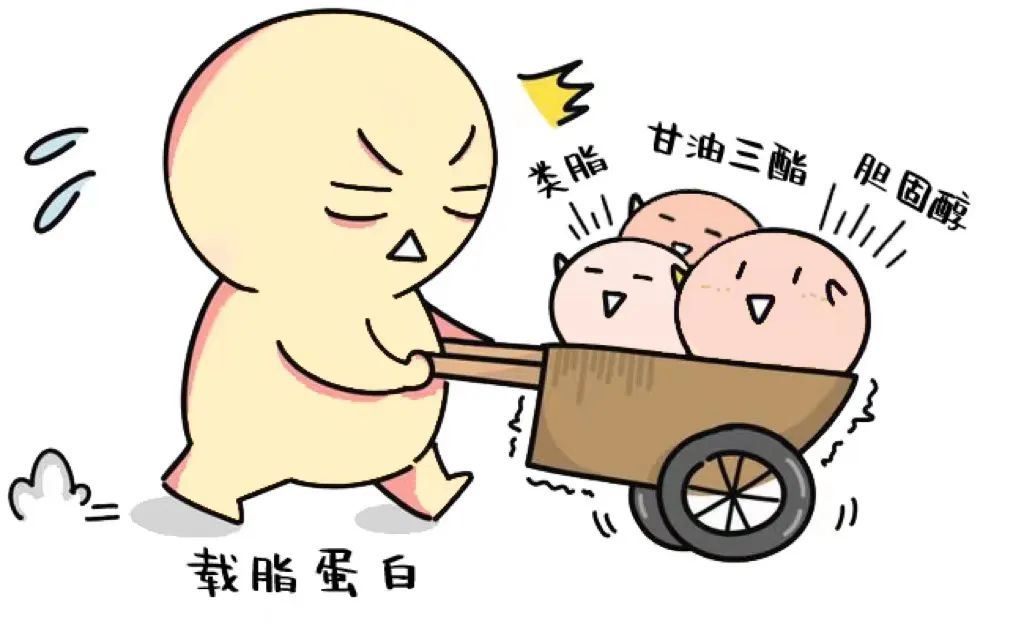 体检高脂血症需要治疗吗,高血脂的指标超出多少需治疗