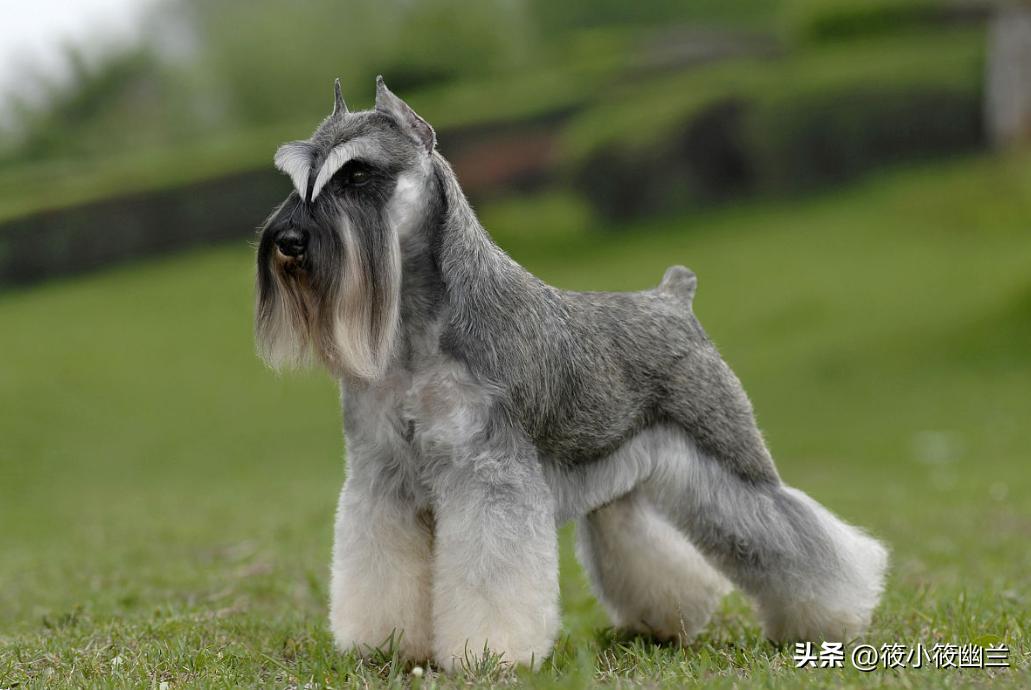 最全常见的27种狗狗你认识几种,各种狗狗介绍一览表