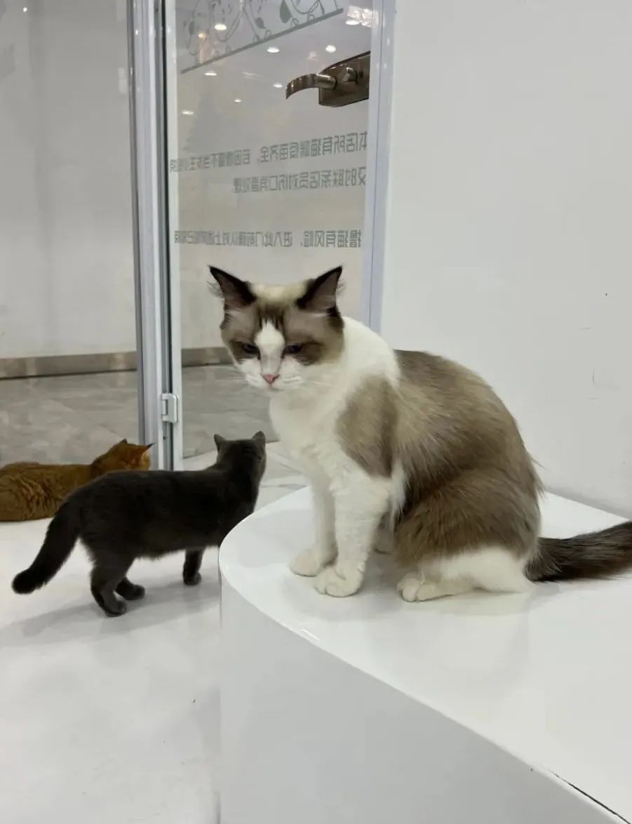 北青探店|创新百分百！这间“实验室”有各种DIY手工还能撸猫