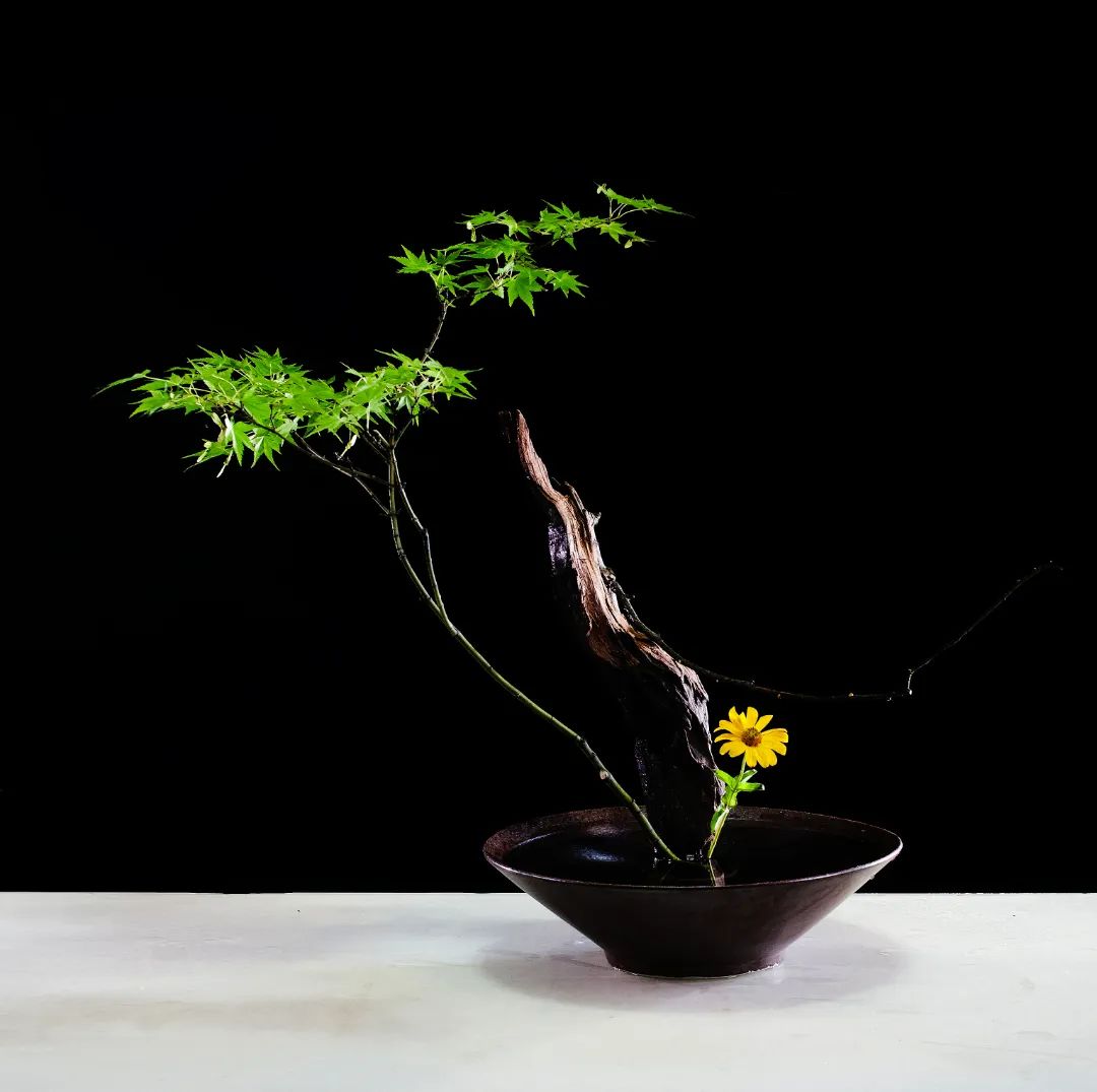 「今晚直播」东方自然风倪志翔：木本枝条在插花中的应用