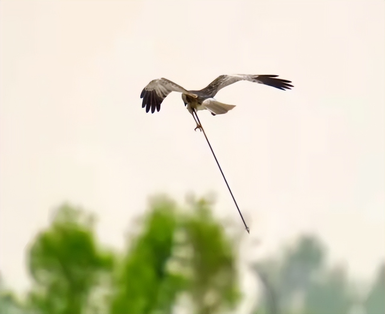 白腹鹞中箭受伤无人机救助显身手,石家庄救助白腹鹞