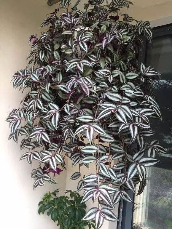 家庭客厅养什么花好看又旺财,客厅最吉祥的三种花