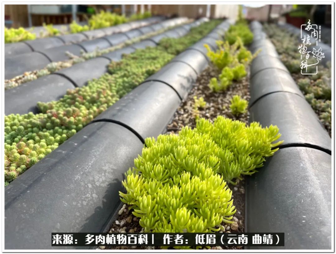 养了七年多肉,养了八年的肉肉终于开花了