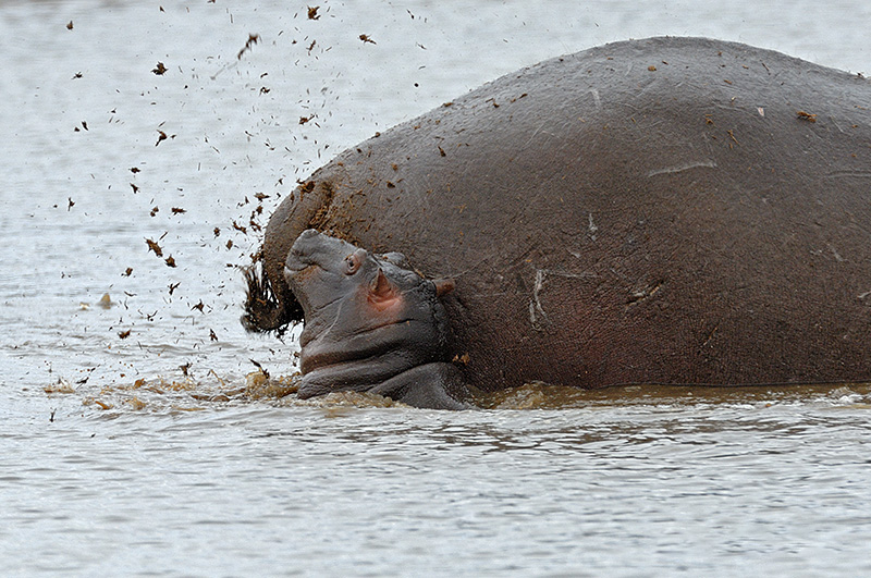 被屎包围是一种什么体验？非洲的鱼告诉你，真的能把鱼“恶心”死