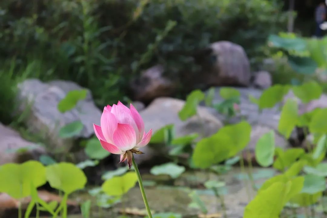 「万城名座」韵写着世间最美的烟火，你的芬芳为谁停留