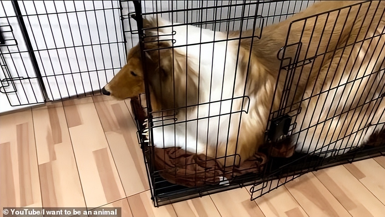 日本男子花10万扮成狗视频,日本男子花200万元扮狗