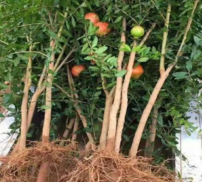 院落石榴树养护,石榴树风水与养护