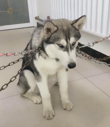 新手养狗哪种狗便宜,养狗狗是一时兴起还是深思熟虑