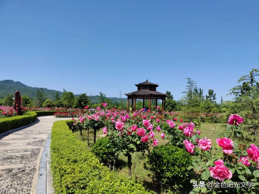 可爱的小蝌蚪找妈妈,可爱的蝌蚪图片