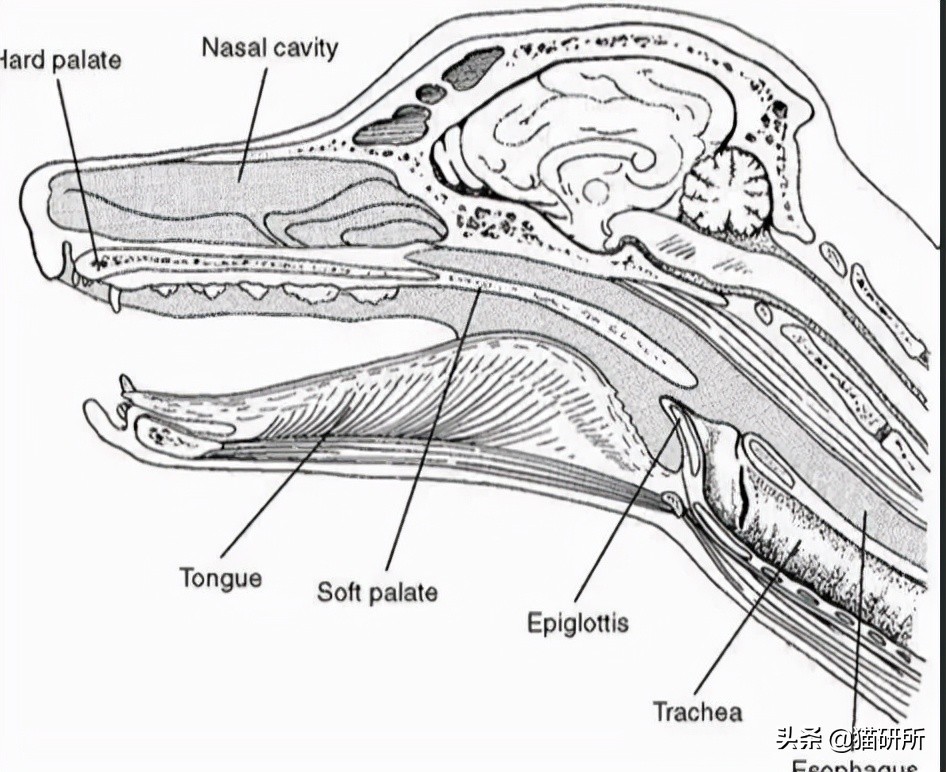 猫咪吃东西被噎住,猫咪吃东西卡住怎么救