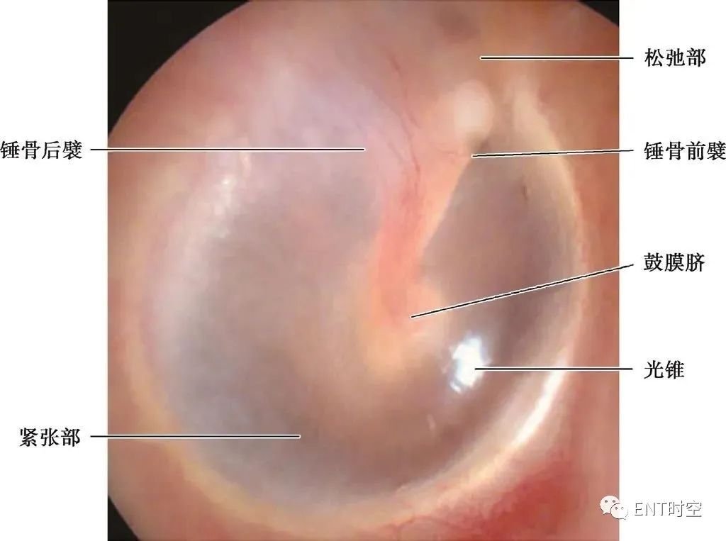 耳部解剖结构和生理功能,耳部解剖笔记