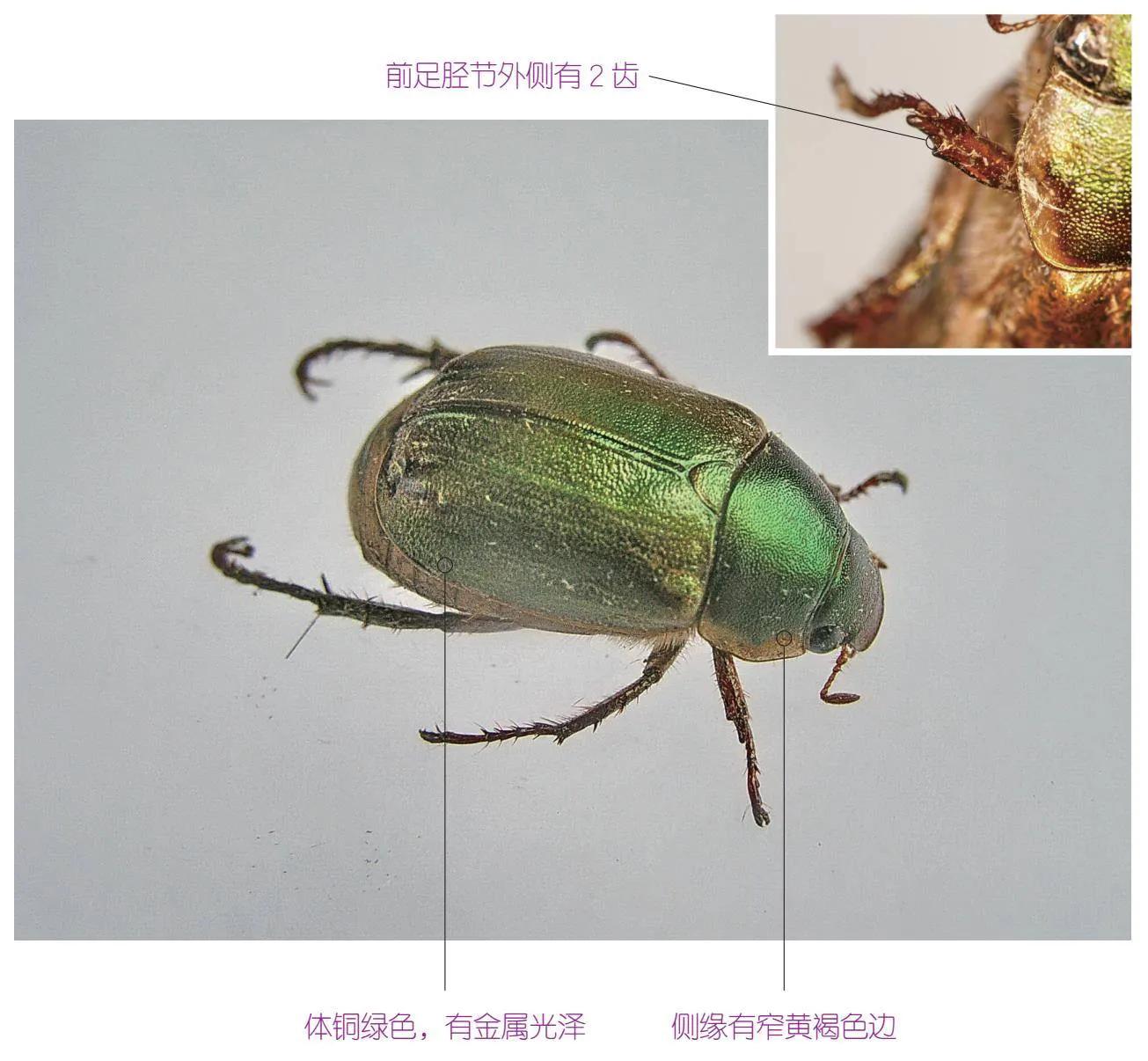 30种可以吃且美味的虫子图,33种昆虫图片大全