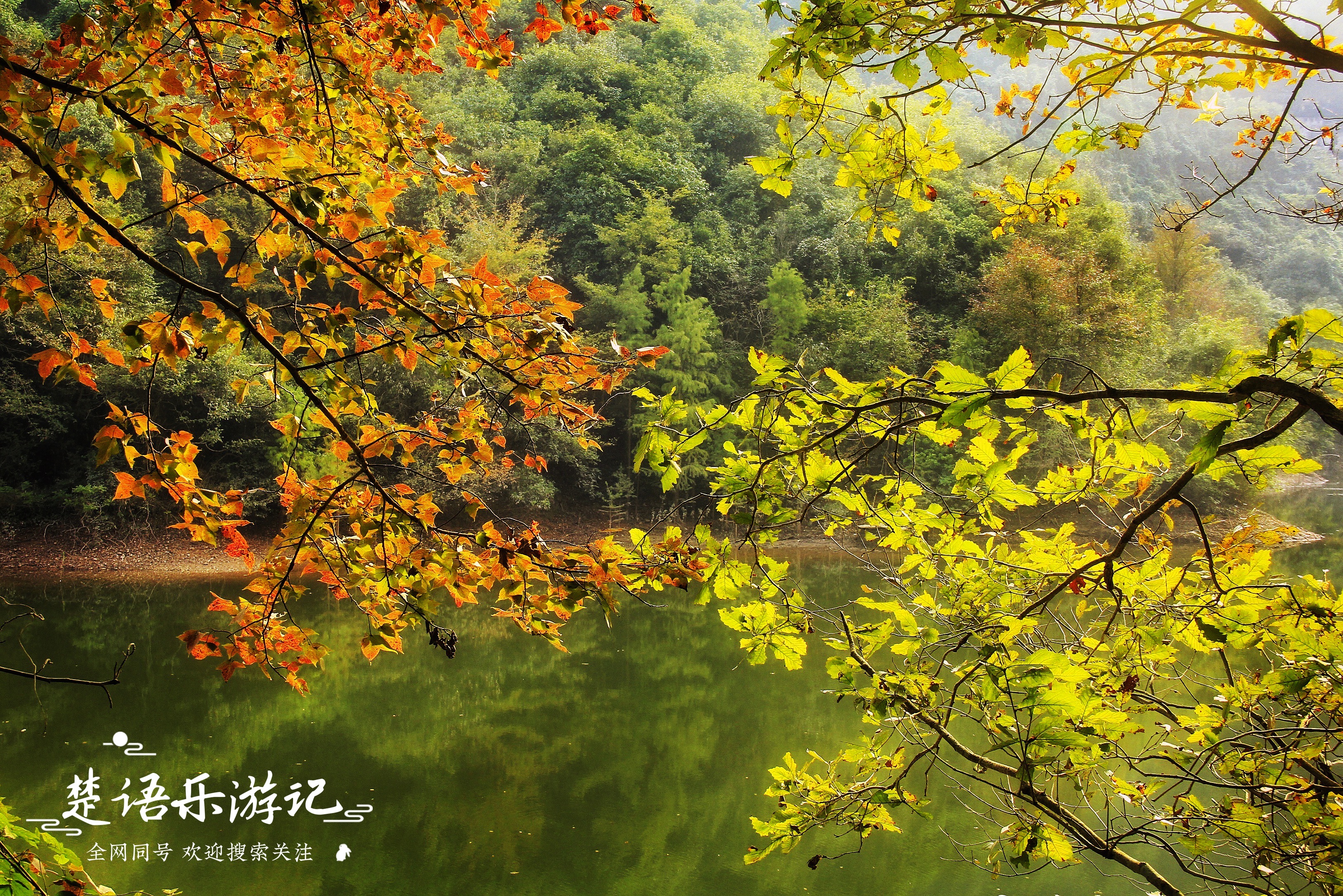 绝美水杉林,绝美水杉林视频