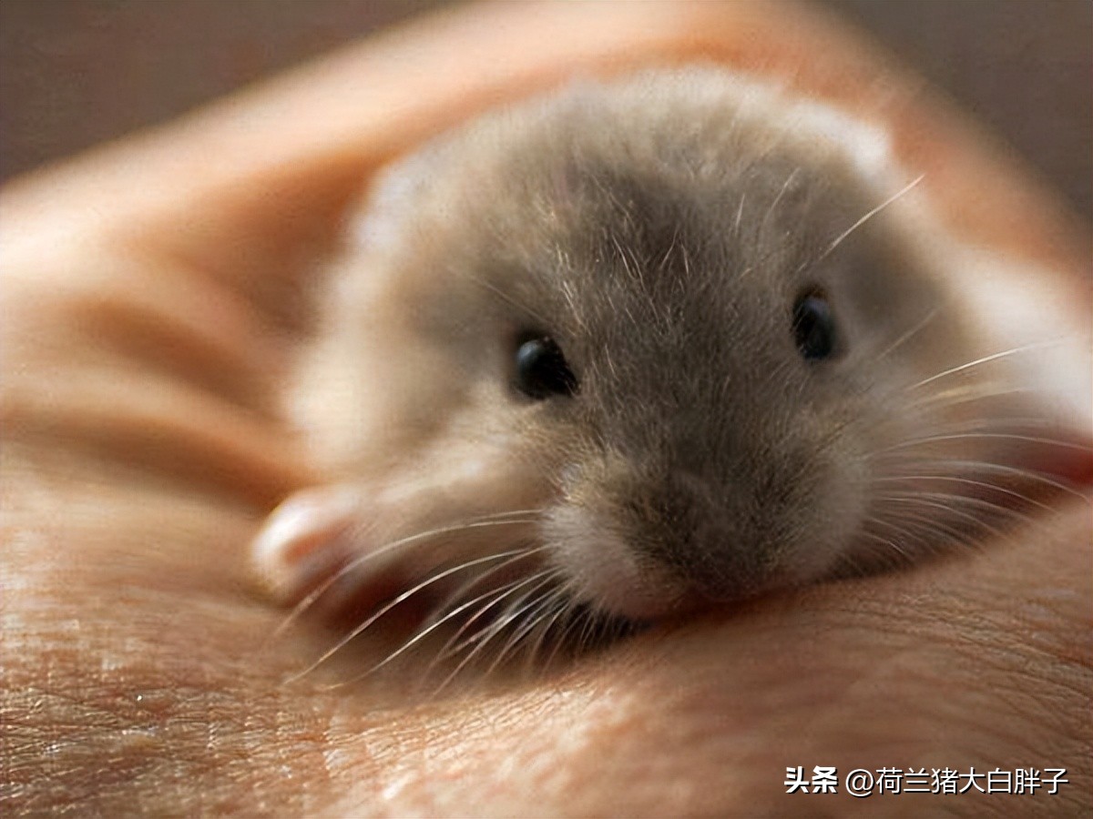 仓鼠一般多大可以断奶,仓鼠哺乳期会再怀孕吗