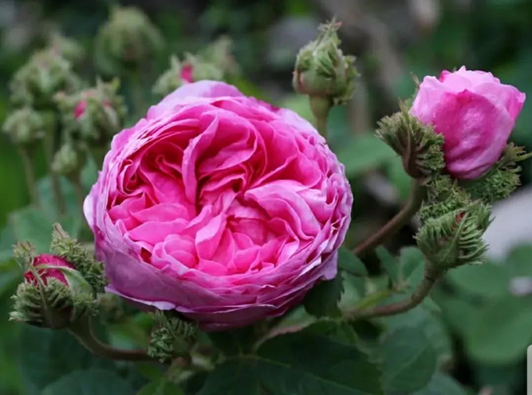 月季玫瑰蔷薇三姐妹的区别,月季蔷薇和玫瑰哪个更好看